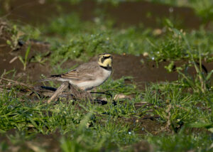 Bjerglærke - Skjern Enge november 2025