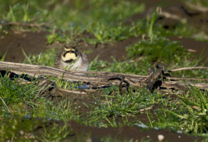Bjerglærke - Skjern Enge november 2025