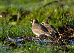 Bjerglærke - Skjern Enge november 2025