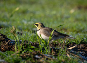 Bjerglærke - Skjern Enge november 2025
