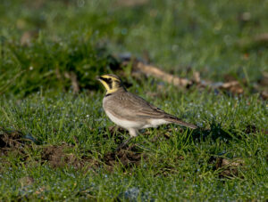 Bjerglærke - Skjern Enge november 2025