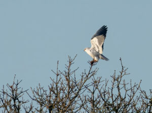Blå Glente - Kilde September-december 2025