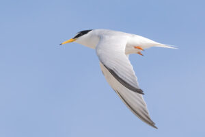 Dværgterne - Hvide Sande maj 2023