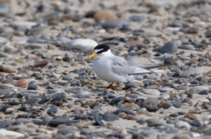Dværgterne - Hvide Sande maj 2023