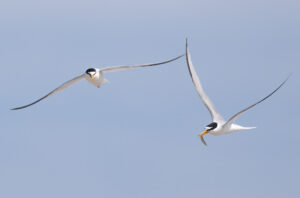 Dværgterne - Hvide Sande maj 2023