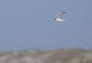 Dværgterne - Hvide Sande maj 2023