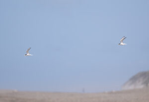 Dværgterne - Hvide Sande maj 2023