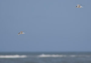 Dværgterne - Hvide Sande maj 2023