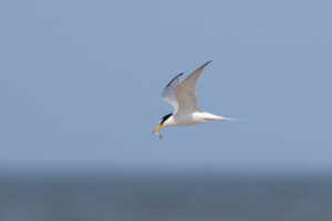 Dværgterne - Hvide Sande maj 2023