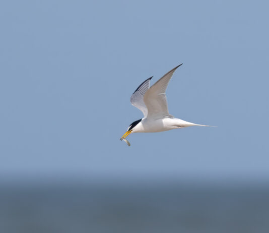 Dværgterne - Hvide Sande maj 2023