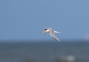 Dværgterne - Hvide Sande maj 2023