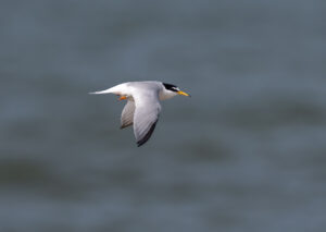 Dværgterne - Hvide Sande maj 2023