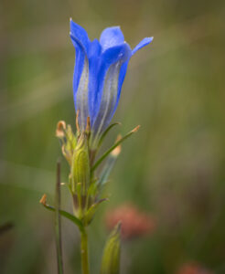 Klokke-Ensian - Klegod juli 2022