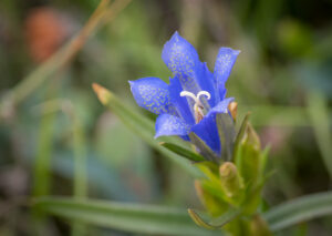 Klokke-Ensian - Klegod juli 2022