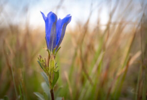 Klokke-Ensian - Klegod juli 2022