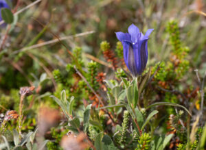 Klokke-Ensian - Klegod juli 2022