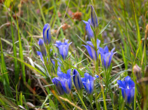 Klokke-Ensian - Klegod juli 2022