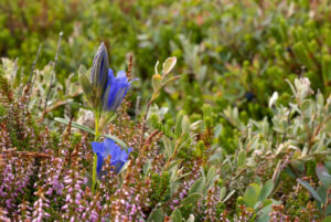 Klokke-Ensian - Klegod juli 2022