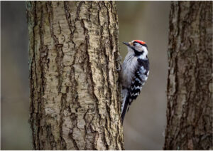 Lille Flagspætte - Vaserne marts marts 2019