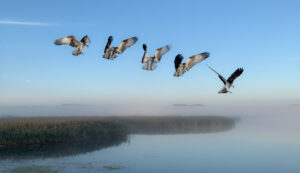 Fiskeørn - Hjarbæk Fjord august/september 2021