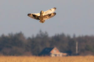 Mosehornugle - Værnengene primo marts 2022