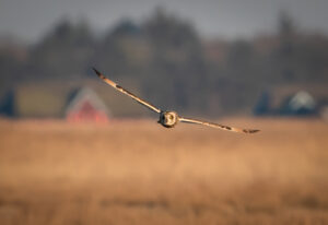 Mosehornugle - Værnengene primo marts 2022