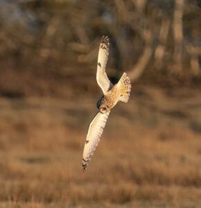 Mosehornugle - Værnengene primo marts 2022