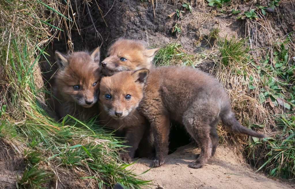 Rævehvalpe - Herning forår 2022