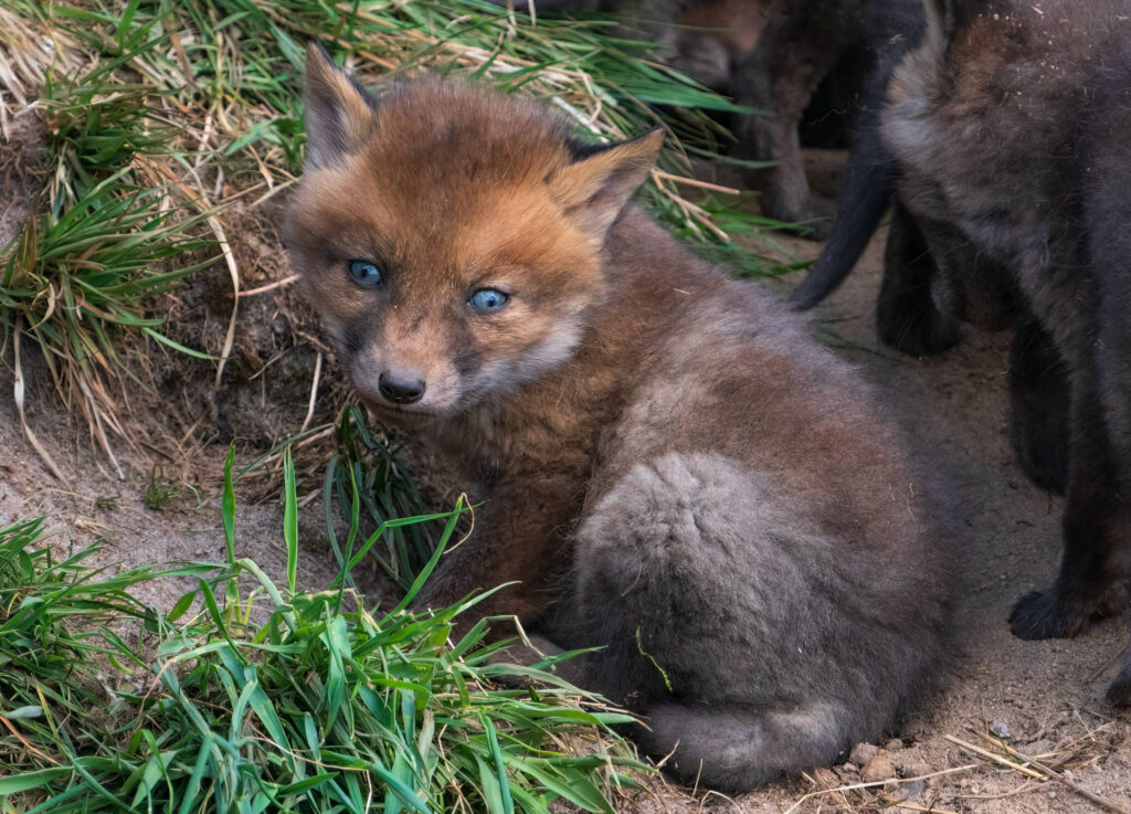 Rævehvalpe - Herning forår 2022