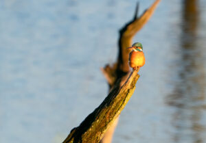 Isfugl - Skjern Enge 18. januar 2023