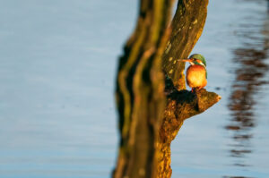 Isfugl - Skjern Enge 18. januar 2023