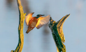 Isfugl - Skjern Enge 18. januar 2023