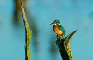 Isfugl - Skjern Enge 18. januar 2023