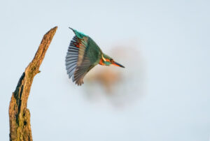 Isfugl - Skjern Enge 18. januar 2023