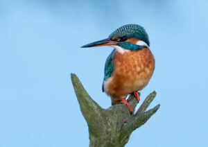 Isfugl - Skjern Enge 18. januar 2023