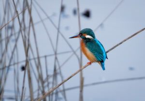 Isfugl - Skjern Enge 18. januar 2023