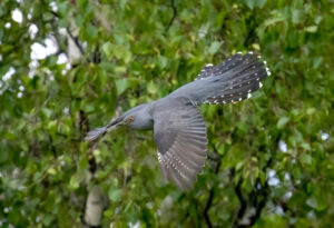 Gøg - Skjern Enge maj 2023