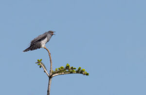 Gøg - Skjern Enge maj 2023