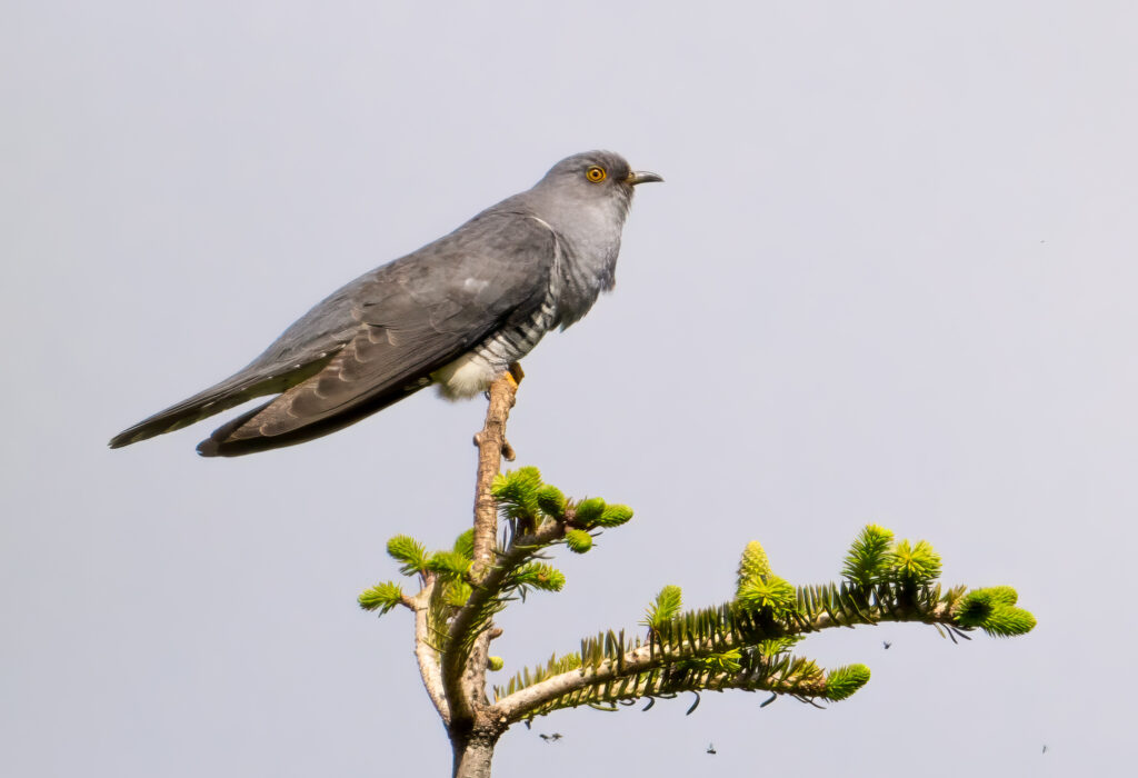 Gøg - Skjern Enge maj 2023