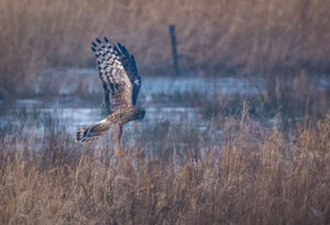 Blå Kærhøg - Skjern Enge januar 2023