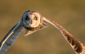 Mosehornugle - Værnengene februar 2023