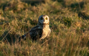 Mosehornugle - Værnengene februar 2023