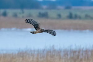 Blå Kærhøg - Skjern Enge januar 2023