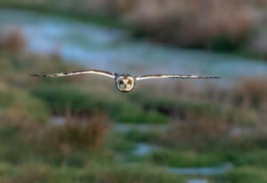 Mosehornugle - Værnengene februar 2023