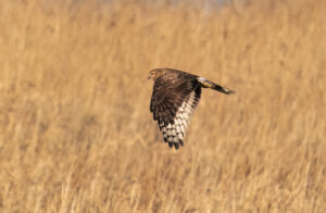 Blå Kærhøg - Skjern Enge januar 2023