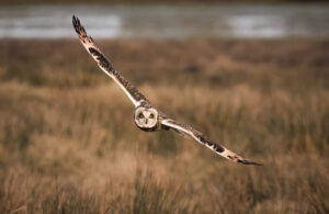Mosehornugle - Værnengene februar 2023