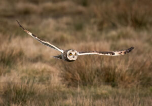 Mosehornugle - Værnengene februar 2023