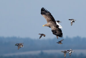 Havørn - Skjern Enge januar 2023
