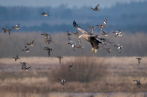 Havørn - Skjern Enge januar 2023