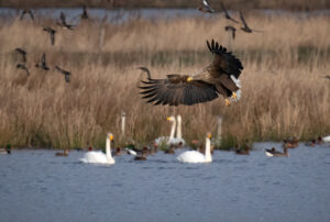 Havørn - Skjern Enge januar 2023